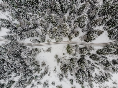 在一片被雪覆盖的森林中间穿过的道路